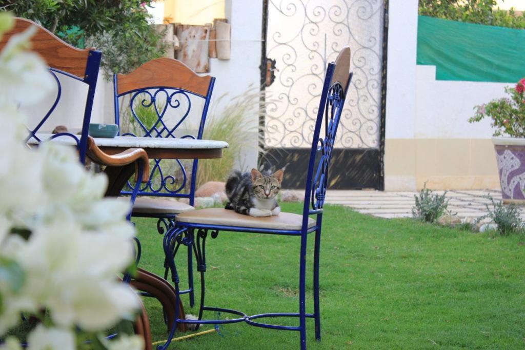 Villa D60 Şarm El-Şeyh Dış mekan fotoğraf
